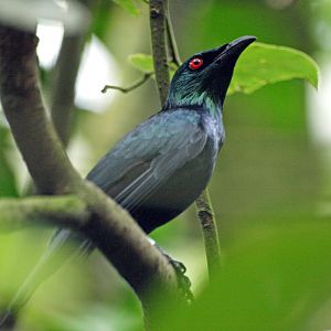 Asian Glossy starling