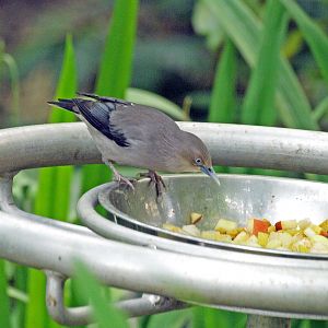 White-shouldered starling
