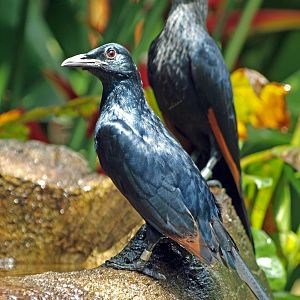 Red-winged starling