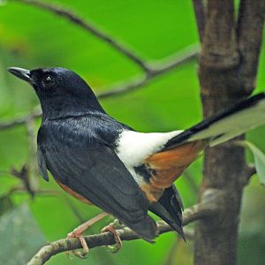 White-rumped shama