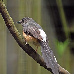 White-rumped shama hen
