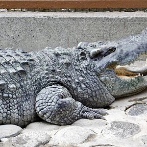 Siamese Crocodile (Crocodylus siamensis) December 6, 2025