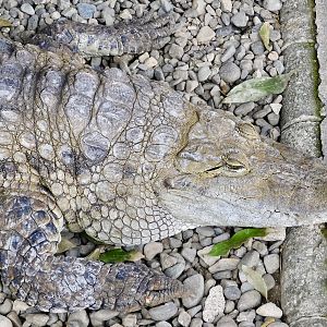 Nile Crocodile (Crocodylus niloticus) December 6, 2025