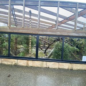 Binturong enclosure