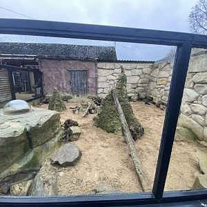 Meerkat enclosure