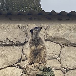 Meerkat