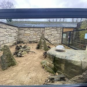 2nd view of meerkat enclosure