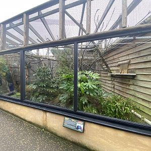 Cotton-topped tamarin enclosure