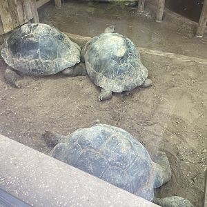 Galapagos giant tortoises
