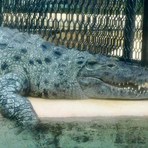 New Guinea Crocodile (Crocodylus novaeguineae) December 6, 2025
