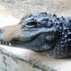 Chinese Alligator (Alligator sinensis) December 6, 2025