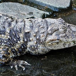 Broad-Snouted Caiman (Caiman latirostris) December 6, 2025