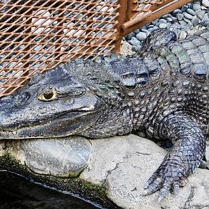 Spectacled Caiman (Caiman crocodilus) December 6, 2025