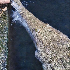 Australian Freshwater Crocodile (Crocodylus johnstoni) December 6, 2025