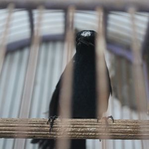 Javan blue robin (Myiomela diana)