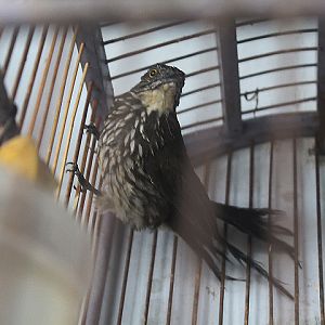 Cream-striped bulbul (Ixos leucogrammicus)