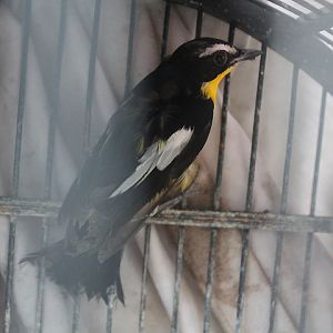 Yellow-rumped flycatcher (Ficedula zanthopygia)