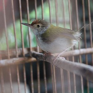 Javan common tailorbird (Orthotomus sutorius edela)
