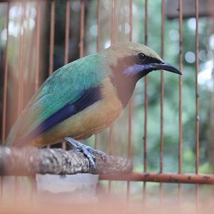 Orange-bellied leafbird (Chloropsis hardwickii hardwickii)