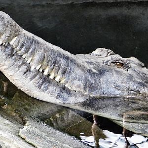 Enormous Sunda Gharial (Tomistoma schlegelii) December 6, 2025