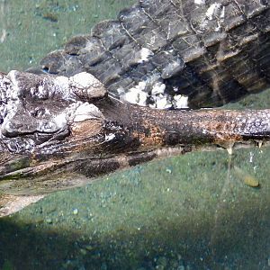 Sunda Gharial (Tomistoma schlegelii) December 6, 2025