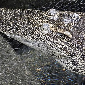 Siamese Crocodile (Crocodylus siamensis) December 6, 2025