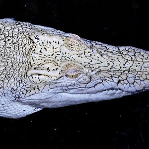 White Saltwater Crocodile (Crocodylus porosus) December 6, 2025