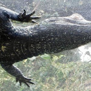 Cuvier's Dwarf Caiman (Paleosuchus palpebrosus) December 6, 2025