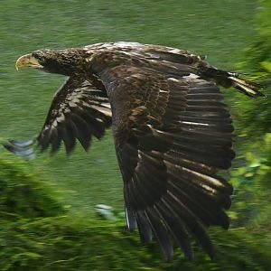 Immature Bald Eagle (Haliaeetus leucocephalus)