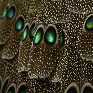 Grey peacock-pheasant Polyplectron bicalcaratum