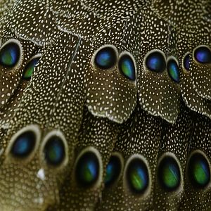 Grey peacock-pheasant Polyplectron bicalcaratum