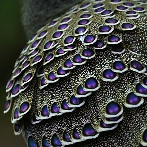 Grey peacock-pheasant Polyplectron bicalcaratum