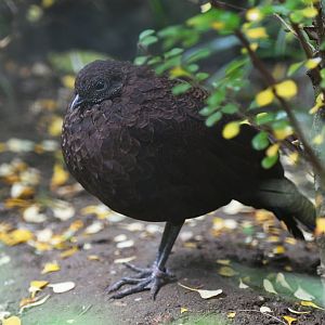 North Sumatran bronze-tailed peacock Polyplectron chalcurum scutulatum