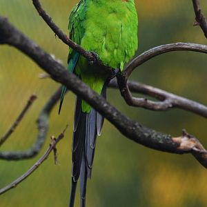 Superb parrot Polytelis swainsonii