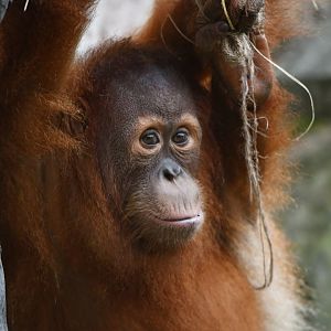 Sumatran orangutan Pongo abelii