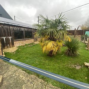 Outdoor Galapagos giant tortoise enclosure