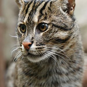 Fishing cat Prionailurus viverrinus