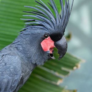 Lesser palm cockatoo Probosciger aterrimus aterrimus
