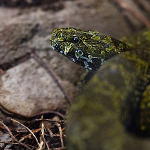 Protobothrops mangshanensis