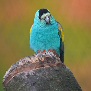 Golden-shouldered parrot Psephotellus chrysopterygius