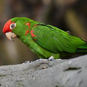 Greater cordilleran parakeet Psittacara frontatus