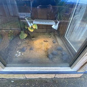 Exhibit for young Galapagos giant tortoises