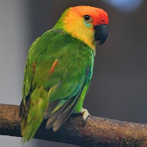 Large fig parrot Psittaculirostris desmarestii