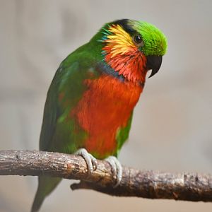 Edwards's fig parrot Psittaculirostris edwardsii