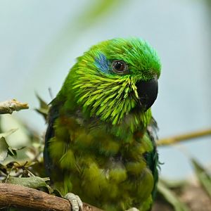 Salvadori's fig parrot Psittaculirostris salvadorii