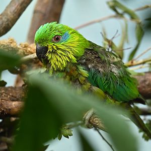Salvadori's fig parrot Psittaculirostris salvadorii