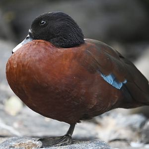 Hartlaub’s duck  Pteronetta hartlaubii