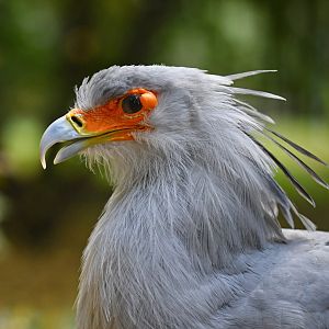 Secretary bird Sagittarius serpentarius