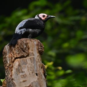 Coleto Sarcops calvus