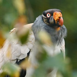 King vulture Sarcoramphus papa
